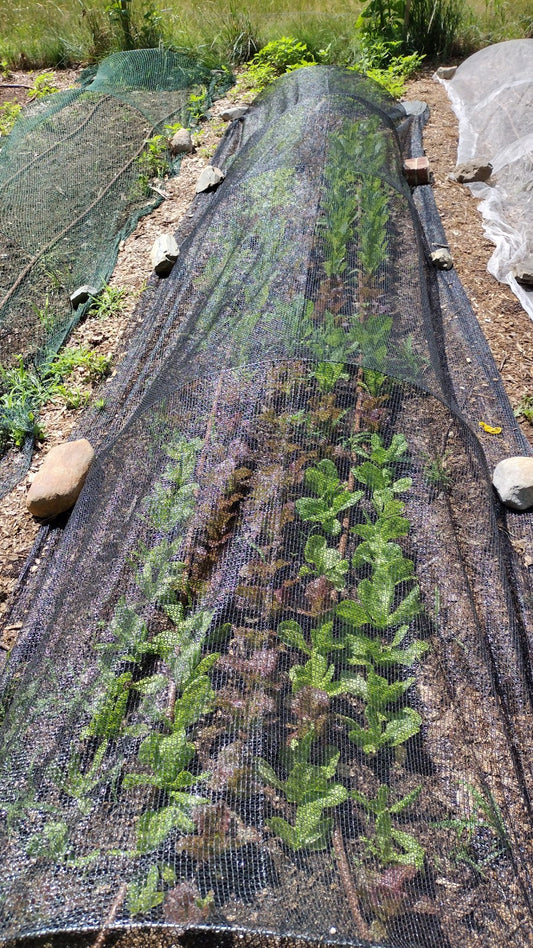 All about row covers in the garden