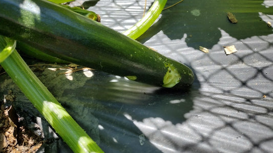 Rabbit bite in zucchini