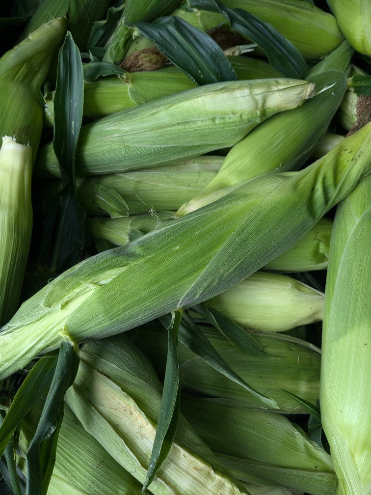 A close-up pile of fresh green ears of corn with husks partially peeled back, filling the frame.