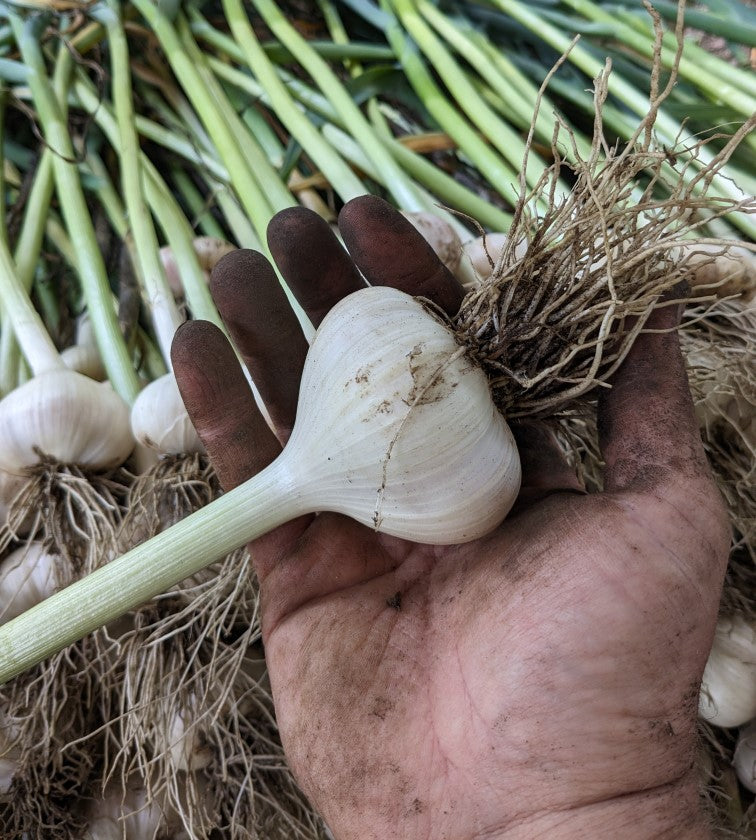 2025 Pack-Your-Own Full CSA Share