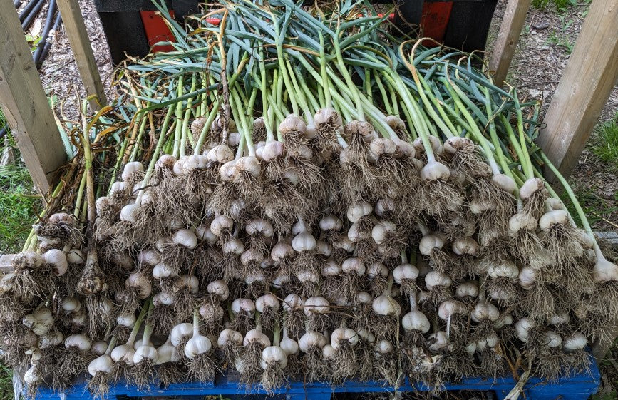 Garlic