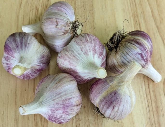 Garlic