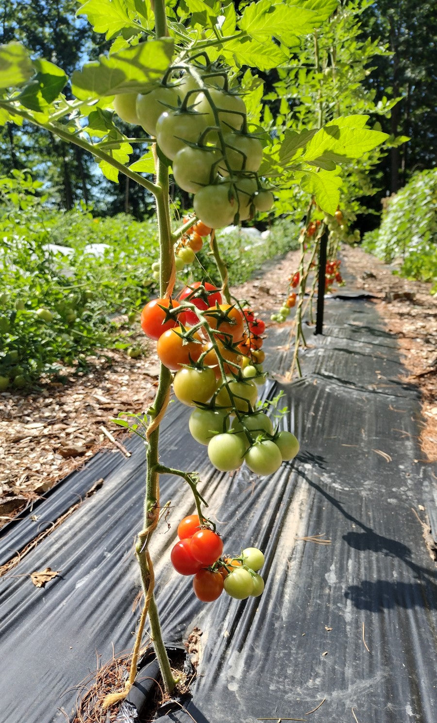 2025 Pack-Your-Own Full CSA Share