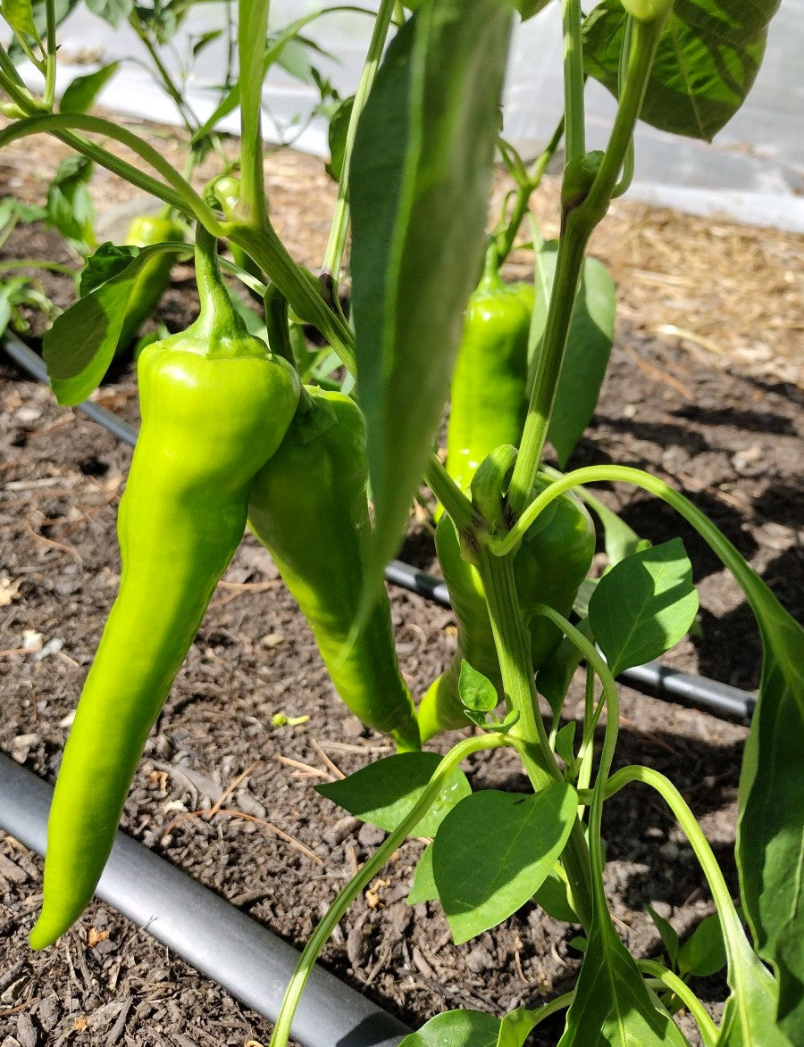 2025 Pack-Your-Own Full CSA Share