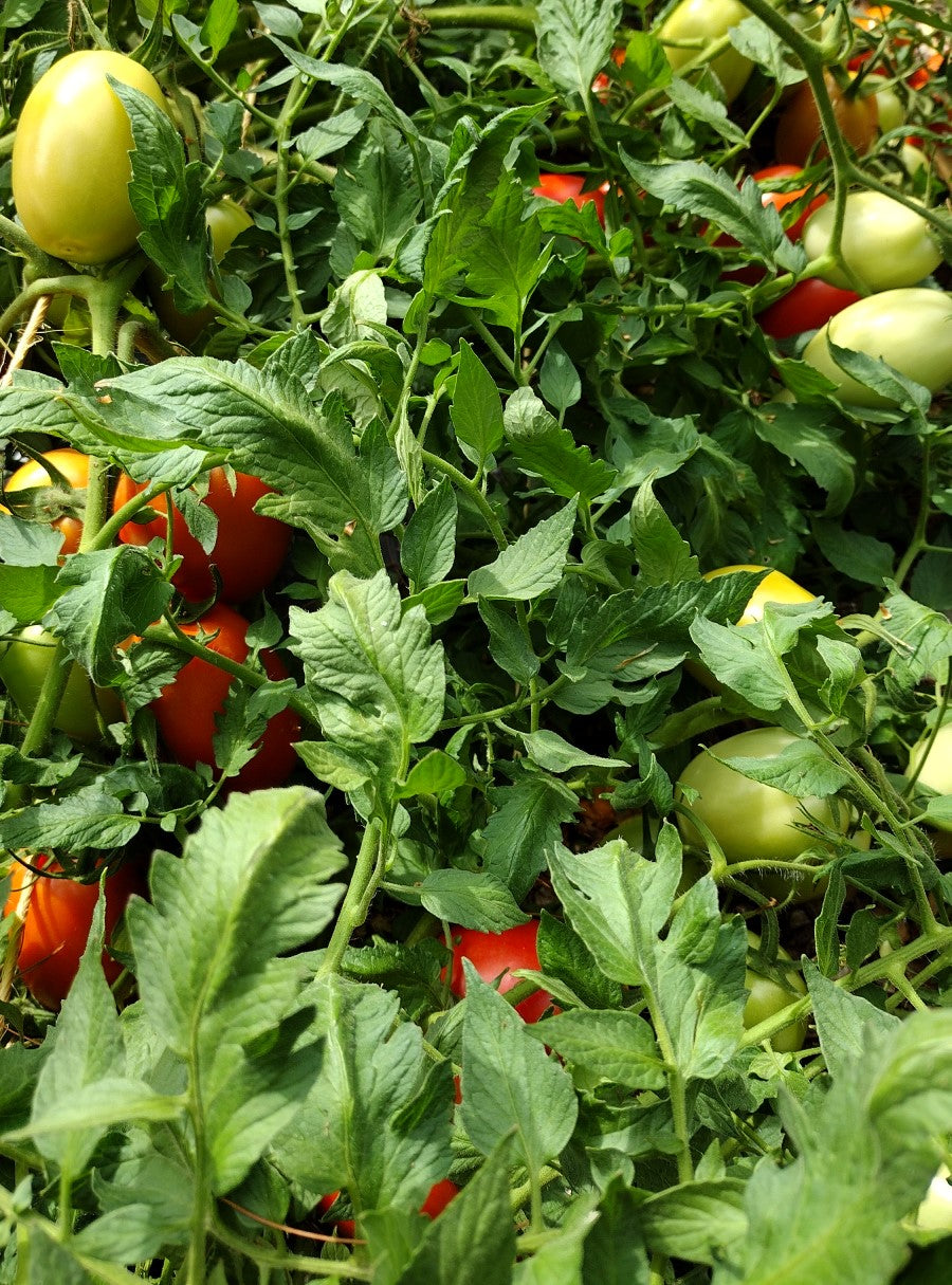 2025 Pack-Your-Own Full CSA Share