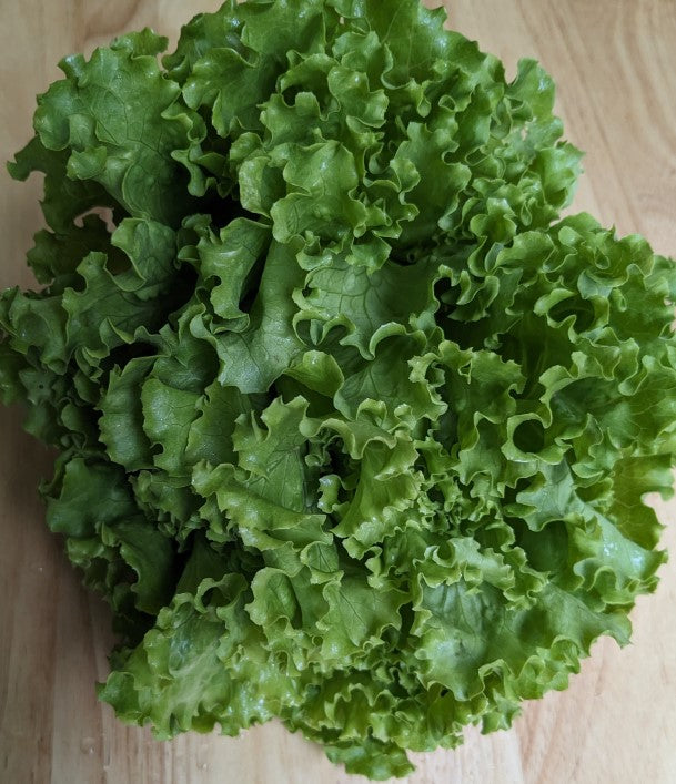 head of lettuce