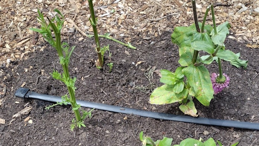 How to control slugs in the garden – Begin Family Farm LLC