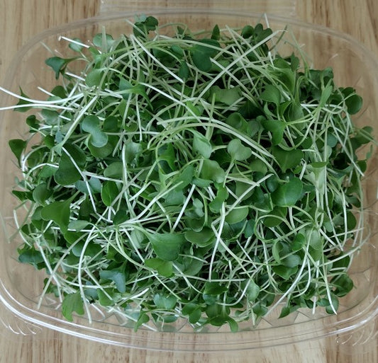 Broccoli Microgreens