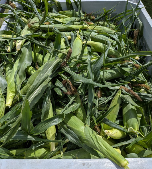 Bushel Sweet Corn