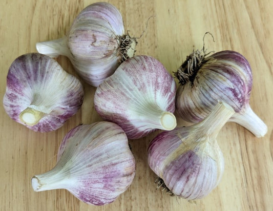 Garlic