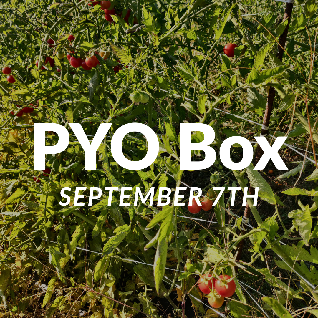 PYO Box for September 7th
