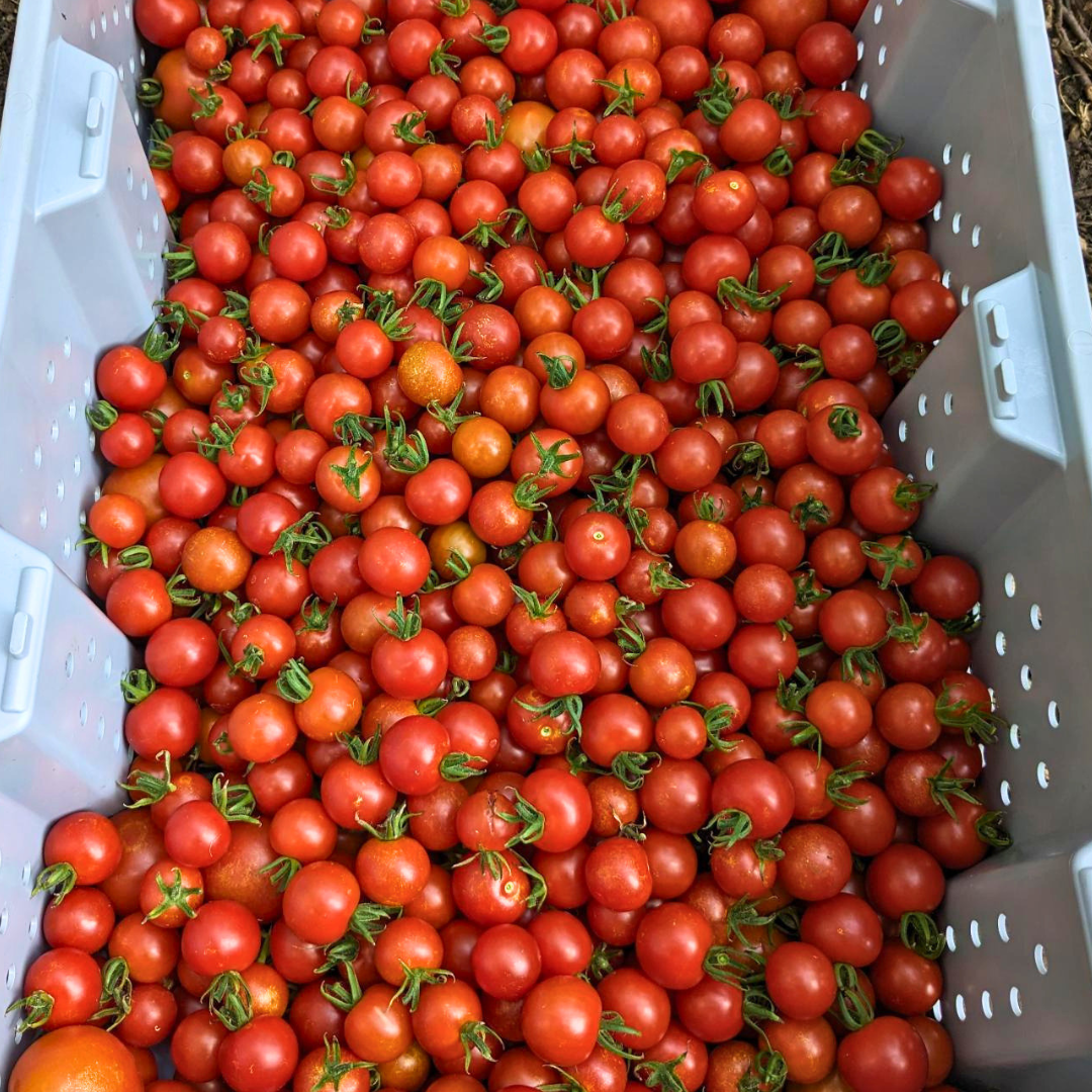 PYO Box for September 7th