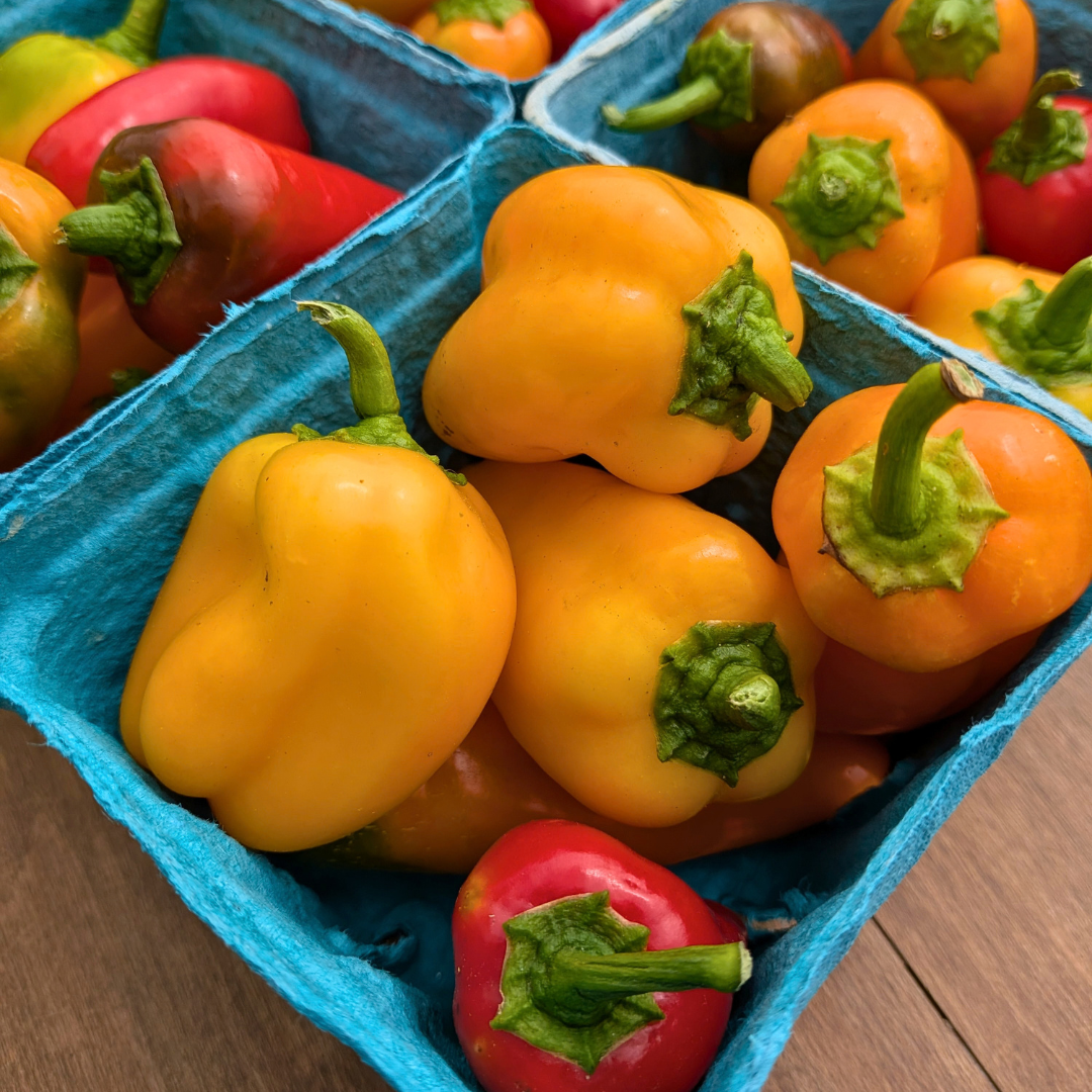 Children's Snack Safari: Sept 25th at 10am