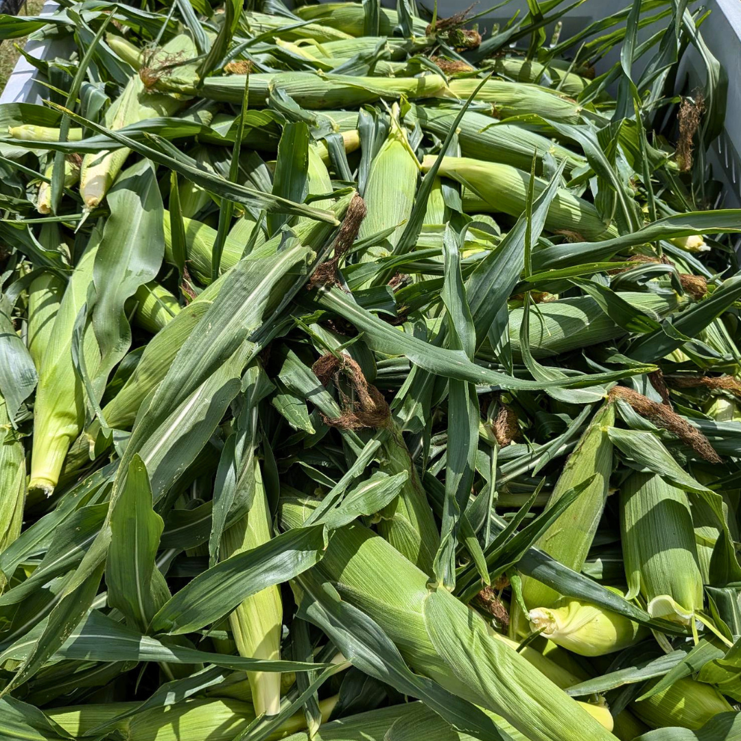 Bushel Sweet Corn