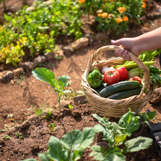 Taste of the Harvest Box