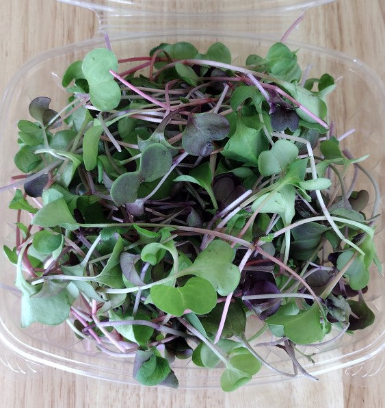 Radish Microgreens